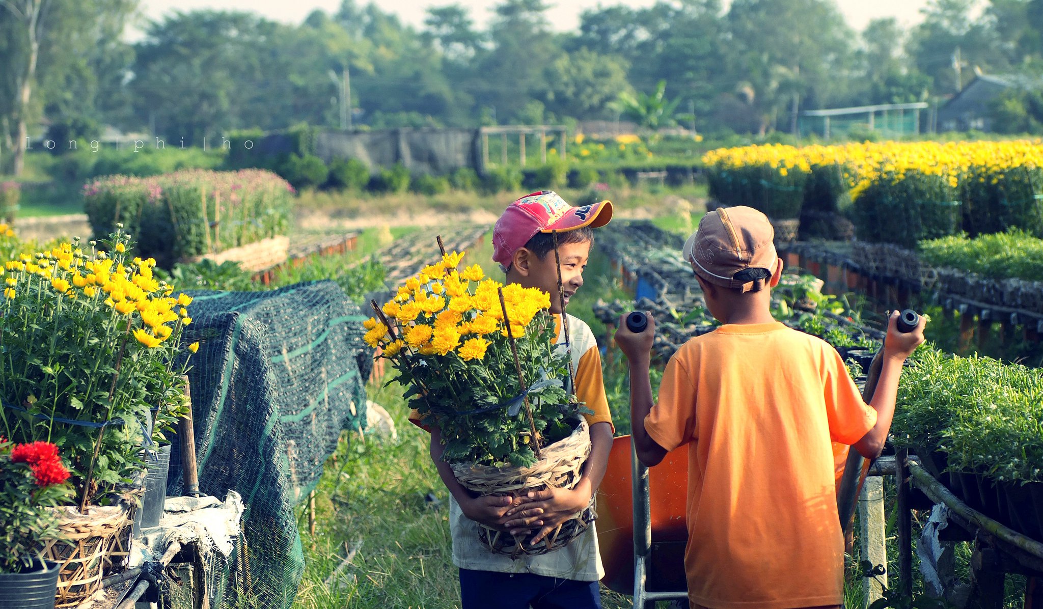 Chất lượng đầu vào của hoa quyết định lớn đến độ tươi lâu và nở đẹp.