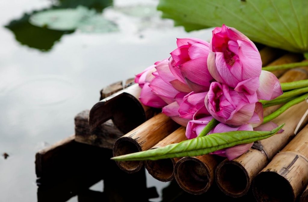 Hoa sen giúp các nữ sinh trông thật duyên dáng, đắm thắm nét đẹp truyền thống.