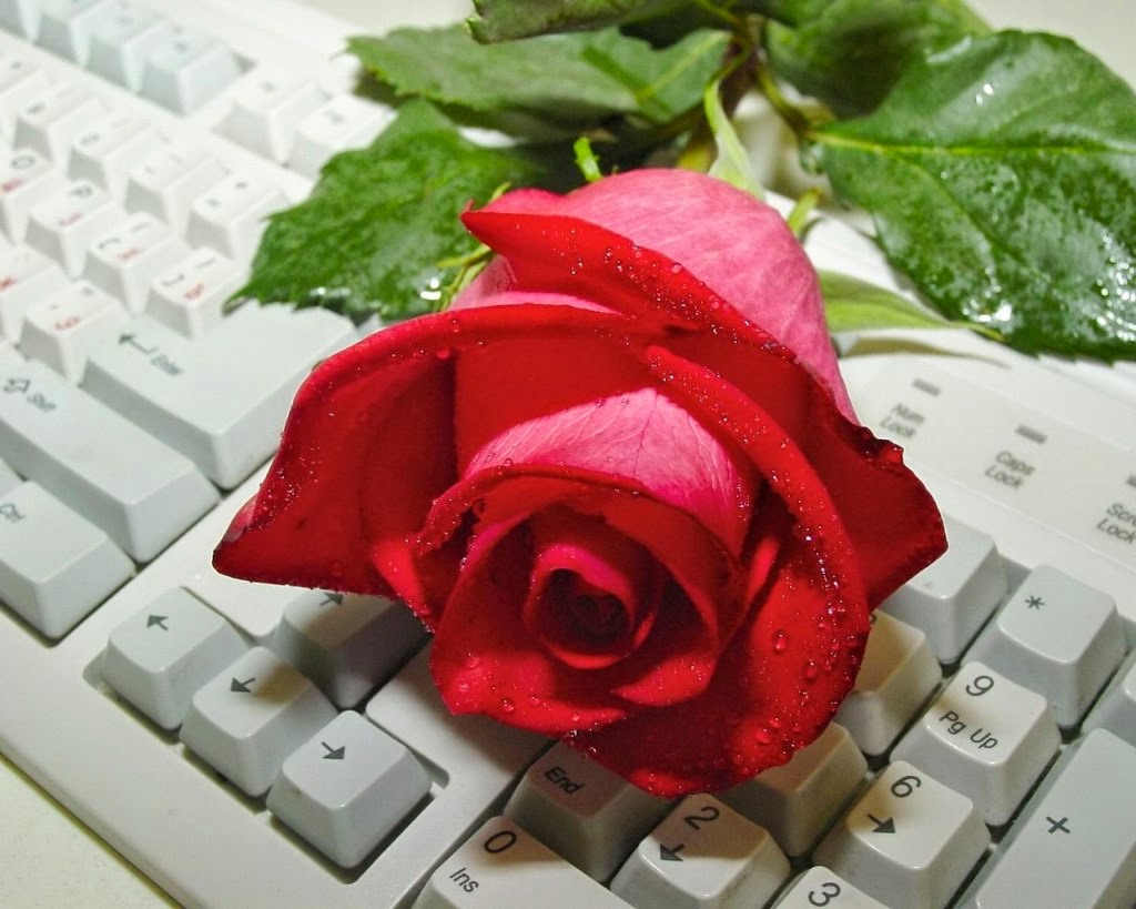 Hoa hồng là loài hoa thường được chọn để làm quà tặng ngày 20/10.