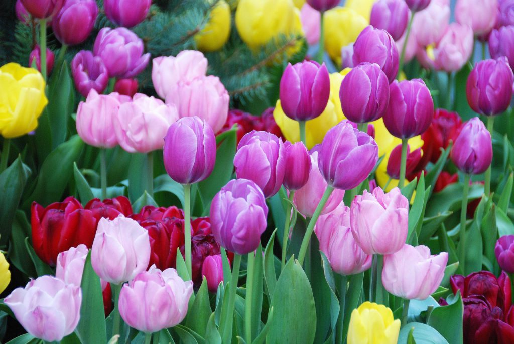 Hoa tulip thể hiện một tình yêu say đắm, chân thành.