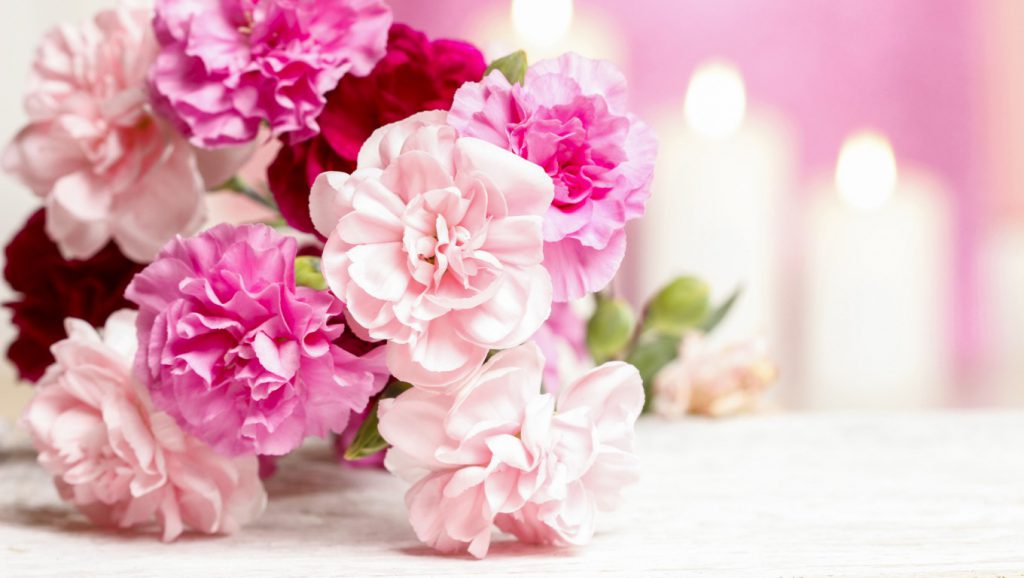 Gửi lời biết ơn sâu đậm đến mẹ bằng đóa hoa cẩm chướng hồng