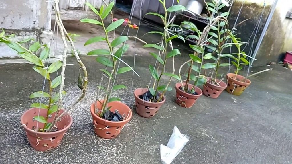 Những cành lan Hồ Điệp nên được đặt vào chính giữa chậu cây để tạo nên sự tương xứng nhất định