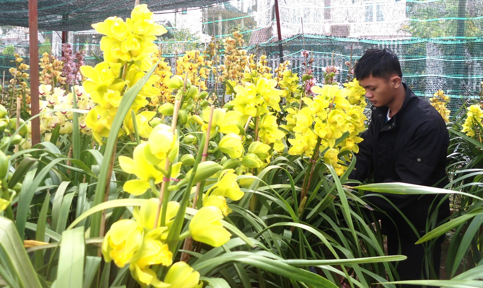 Địa lan là loài hoa đẹp của Việt Nam