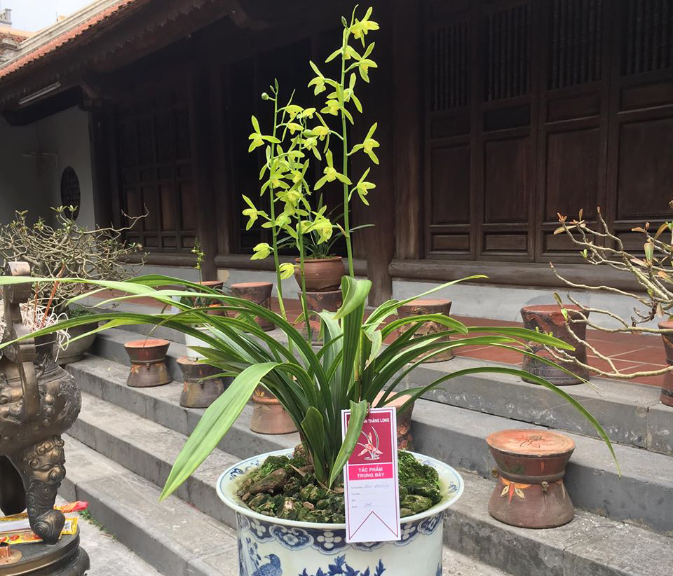 Cây địa lan tươi, đạt tiêu chuẩn