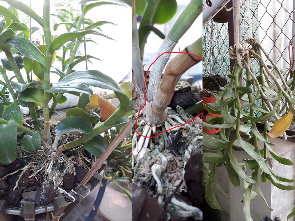 Chậu hoa địa lan bị thối rữa khi để dính nước mưa