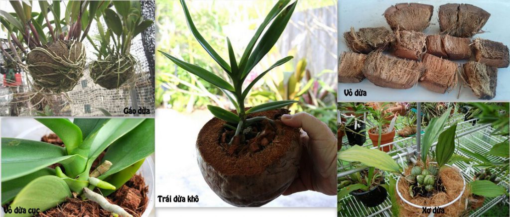 Một số giá thể phổ biến hiện nay