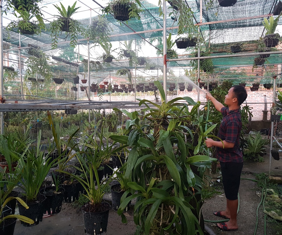 Nên đáp ứng đầy đủ điều kiện sinh học để lan phát triển nhanh và đẹp