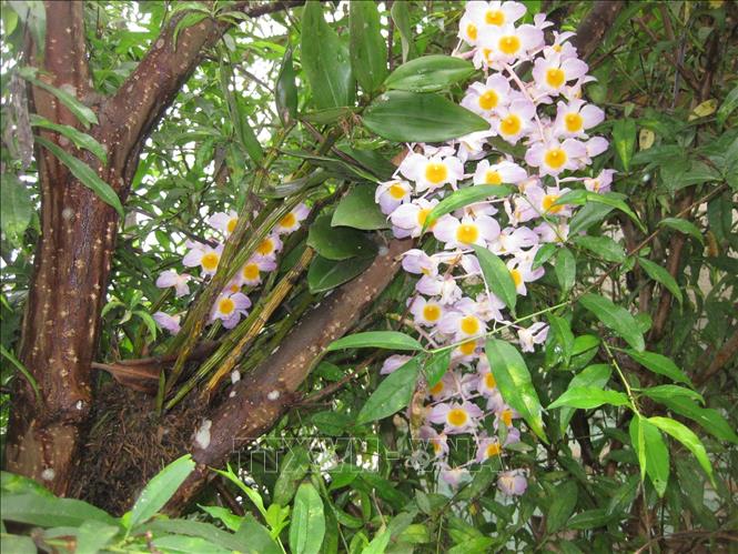 Những bông lan dại được tìm thấy trong những khu rừng nguyên sinh