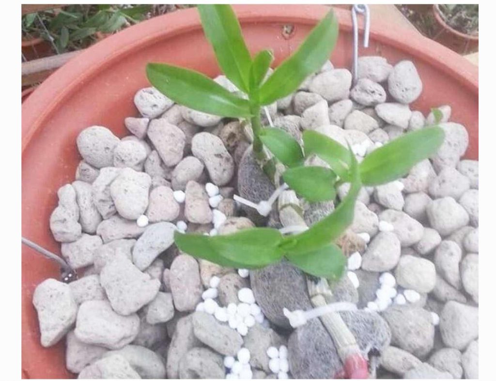 Một chậu Lan xinh xắn được trồng bằng đá núi lửa