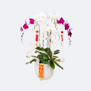 Web hoa Thanh Nga 33